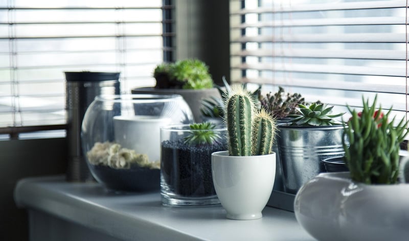 Plants and Pots